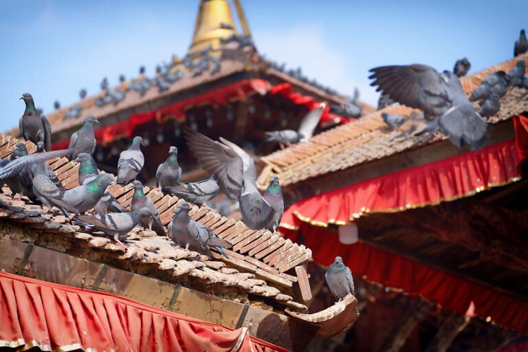 Les Pigeons de Durbar Square